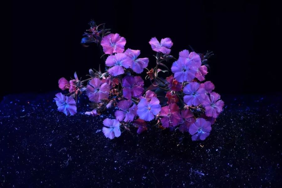 如何利用紫外线灯拍摄惊艳荧光花卉 上海路阳生物技术有限公司