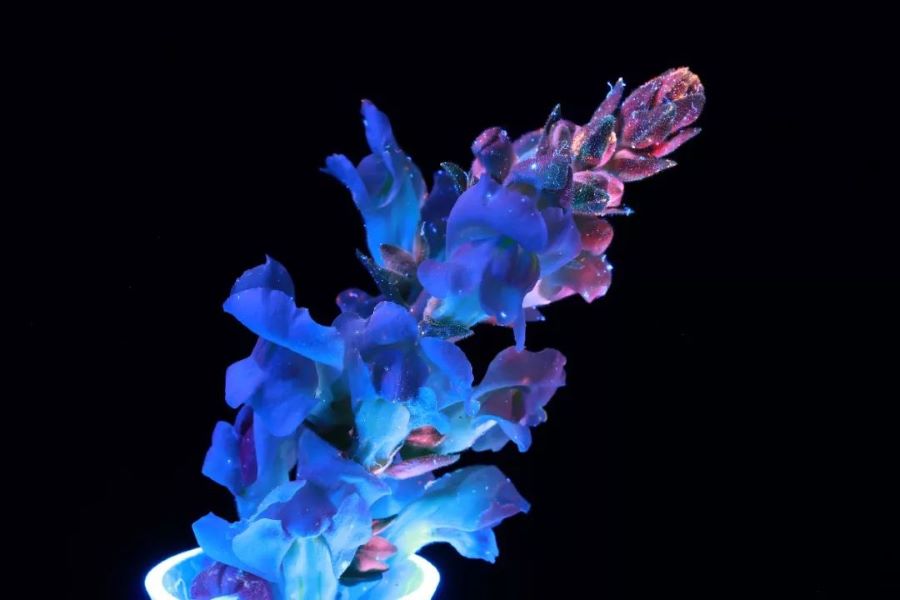 如何利用紫外线灯拍摄惊艳荧光花卉 上海路阳生物技术有限公司